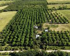 Campo con Nogales de Nueces Pecan