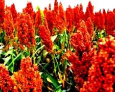 679 Ha en Agricultura, Cercanas a Villa Rossi