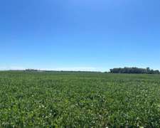 Campo en Venta 100 % Agrícola 170 Has