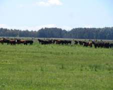 Paraje Oliden - 220 Ha - Buenos Aires