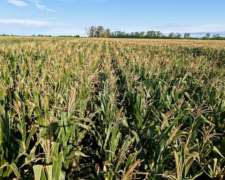 21 Has Agrícolas en San Genaro. Sobre Asfalto.