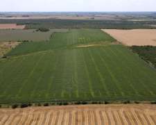 40 Hectáreas Agrícolas en Rosario del Tala, Excelente Tierra