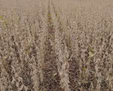 Vendo Campo Agrícola en Frentones Chaco