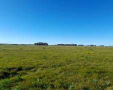 Ofrezco Arrendamiento 155 Has. Ganaderas Pergamino 110 Kg/ha