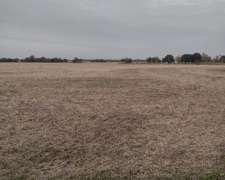 50 Has Agricolas Nogoyá