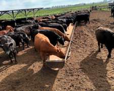 Comederos Caño Petrolero 24” de 12 Metros (sin Iva)