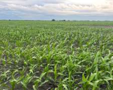 Villa Minetti Venta 3700 Ha Agricolas