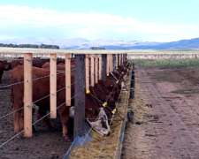 Comedero Beb- Lineal Maq. Ibarrola Comedero Geomembrana