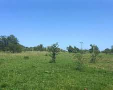 Se Arriendan 82has Monte Natural