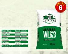 Alfalfa WL 623 Nueva Genética para Esta Variedad Superadora