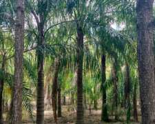 +7.000 Pindó Grandes Disponibles – Venta en Campo – Producto