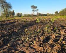 Vendo 1950 Ha COM Fontana Formosa