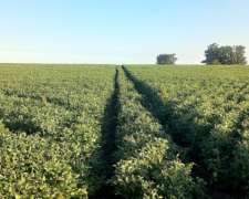 Campo Mixto de 1050 Hectareas