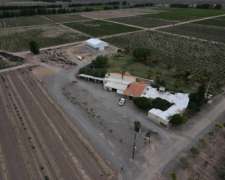 Vendo Finca Olivicola-vitivinicola y Fabrica de Aceite de O.