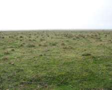 911 Has - en Venta - Dolores - Buenos Aires