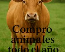 Compro Vacas Todo el año con Contrato