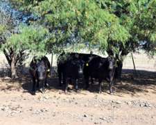 Vaquillonas Preñadas Brangus Negras