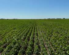 Venta Campo Agrícola. Calchaquí, Santa FE. 69 Hectáreas