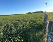 Campo Agrícola 70 Has San Pedro