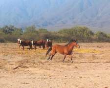 Campo Agricola Ganadero Ferlot en Catamarca