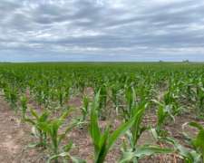 Campo Agricola 155 Has