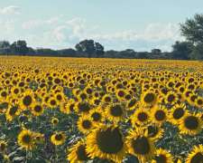 Vendo Campo Mixto Villa Mercedes