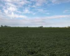 6 Ha Agricolas en Centeno. Suelo Clase 2. Ingreso por RN 34.