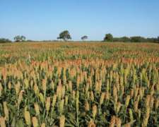 Campo en Venta, 570 Has. Bandera - Santiago del Estero.