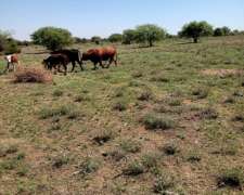 Zanjitas 50 Has Sobre Asfalto