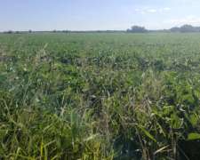 En Venta 40 Hectáreas Agricolas Netamente Productivas.
