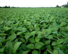 236 Has en Puesto Castro Córdoba.