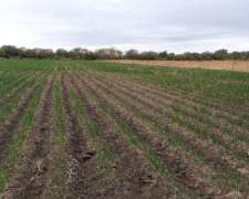 Campo en Venta - 30 Has