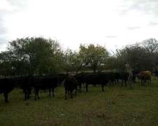 Disponemos de Pastaje Hasta 40 Animales Vacunos.