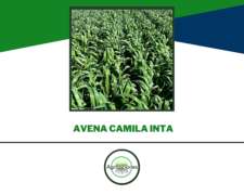 Semilla De Avena Camila Inta - Nuevo Material 2026