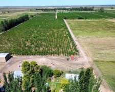 Vende Finca De 31 Hectáreas 8.974 M2 - D° A Riego - Lavalle