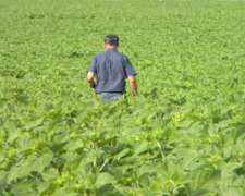 300ha en Coronel Suarez con Riego X Pivot Central