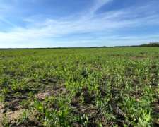 58 Has Agrícolas en San Pedro