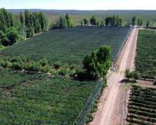 Finca 55ha Carrizal del Medio, Cultivos y Pozos
