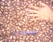 Nuez Pecan Con Cascara Cosecha 2018