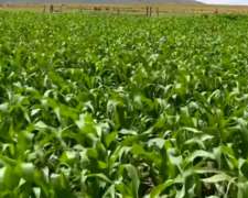 Se Alquila Campo en el Morro SL