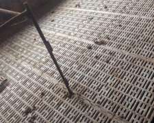 Pisos para Lechones y Madres