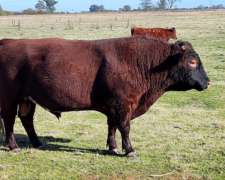 Vendo Toro Angus Colorado de Dos Años y Medio