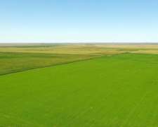 Tosquita, Río Cuarto, Córdoba - 458 Ha