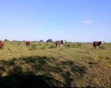 Campo 60 Ha Mixto Departamento Paraná