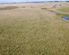 200 Ha en Alquiler en Vieytes (bs. As.)