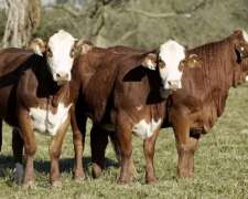 90 Novillos Puros Braford 550/600 Kg Recicle $$ 1700 Kg