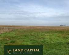 1000 HA, Ganadero, Dolores