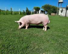 Machos Terminales Premium 1