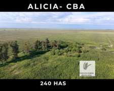 Venta - 240 Has en Alicia - CBA