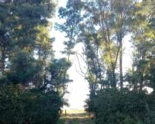 100 Ha Coronel Pringles